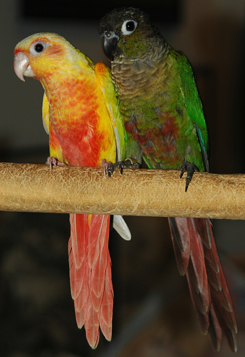 Suncheek Mutation Color Of Green Cheeked Conure Of The Feather Tree,How Much Do Horses Cost