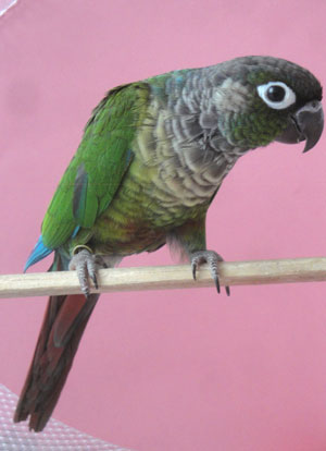 Green Cheeked Conure Mutation Colors Prediction Tables By The Feather Tree Steve Garvin,Chinchilla Toys