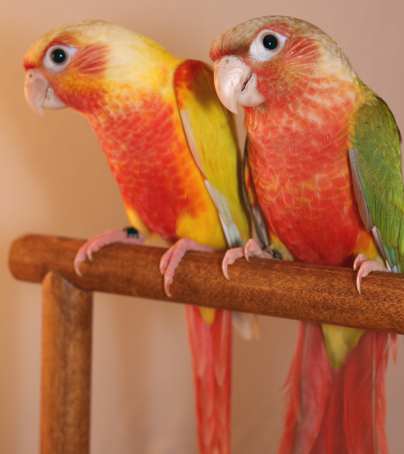 Suncheek Mutation Color Of Green Cheeked Conure Of The